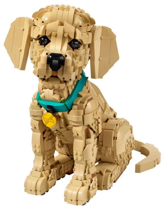 Inhalt: Golden Retriever Welpe