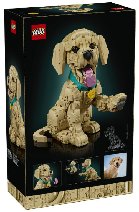 Box Rückseite: Golden Retriever Welpe